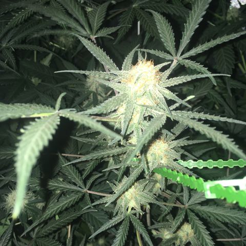 GSC growlog timeline photo