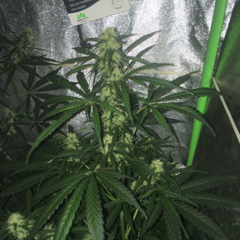 WW growlog timeline photo