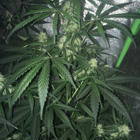 WW growlog timeline photo