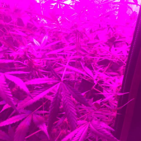 GSC growlog timeline photo