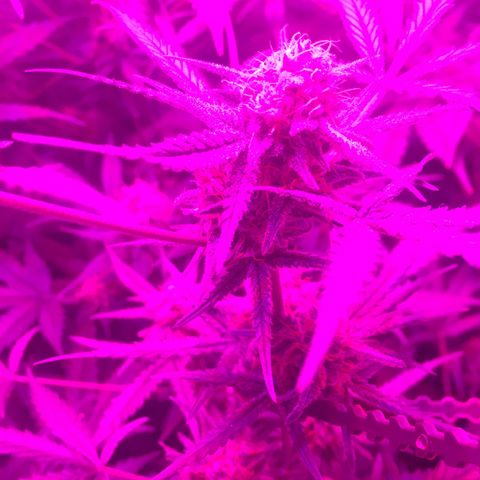 GSC growlog timeline photo