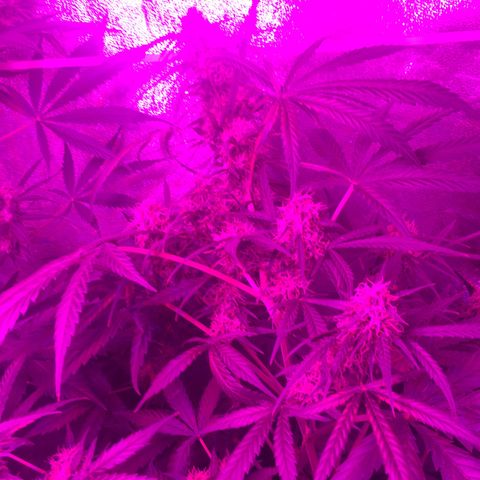 WW growlog timeline photo