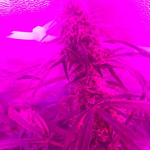 WW growlog timeline photo