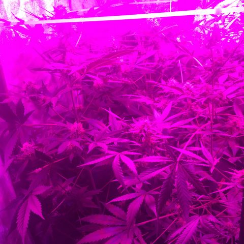 WW growlog timeline photo