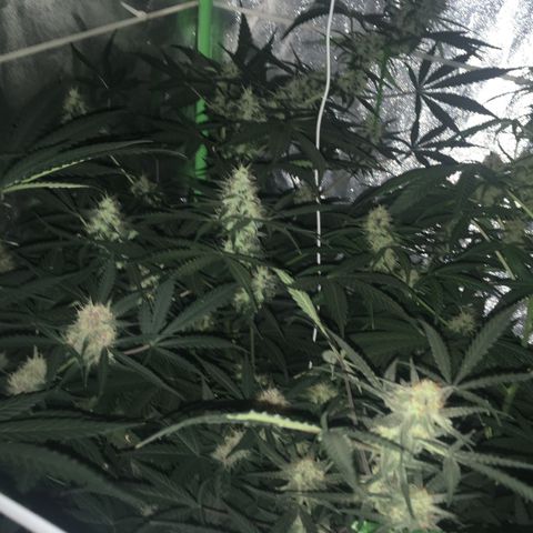 WW growlog timeline photo