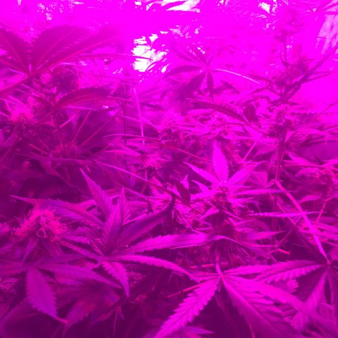 WW growlog timeline photo