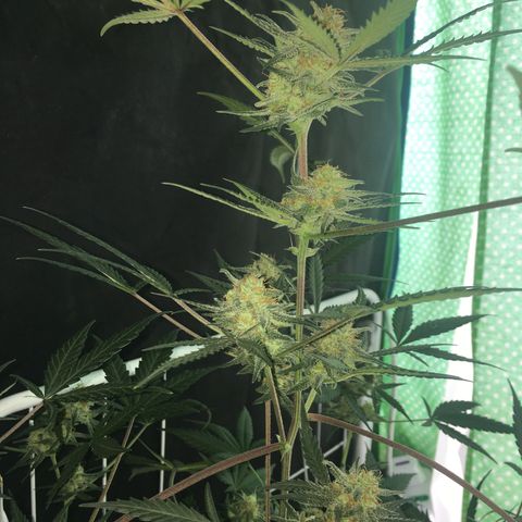 GSC growlog timeline photo