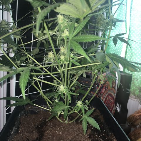 GSC growlog timeline photo