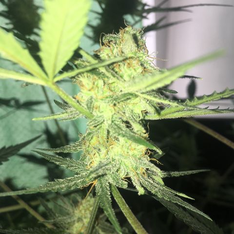 GSC growlog timeline photo