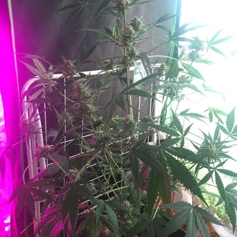 GSC growlog timeline photo