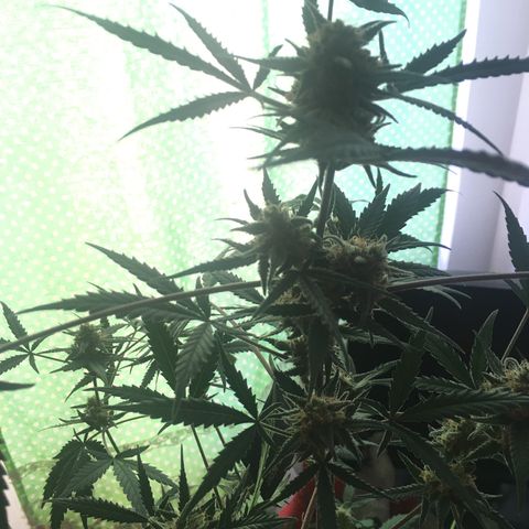 GSC growlog timeline photo