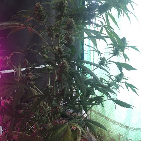 WW growlog timeline photo