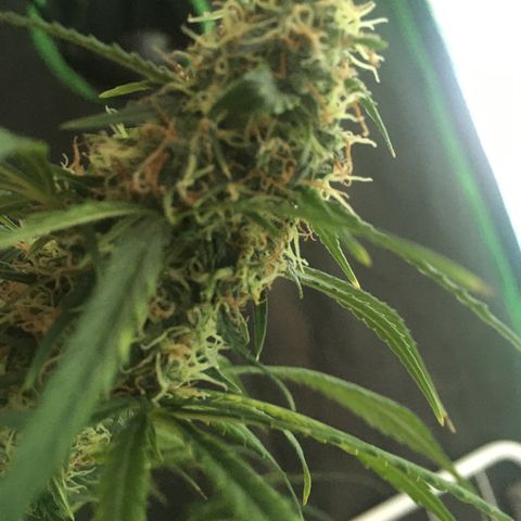 WW growlog timeline photo