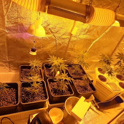 Amnesia Buddha Kush #1 growlog photo: Flushed