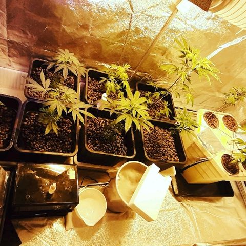 Amnesia Buddha Kush #1 growlog photo: Flushed