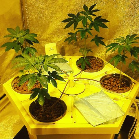 Amnesia Buddha Kush #1 growlog photo: Flushed