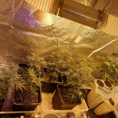 Amnesia Buddha Kush #1 growlog timeline photo