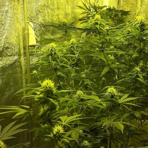 Amnesia Buddha Kush #1 growlog timeline photo