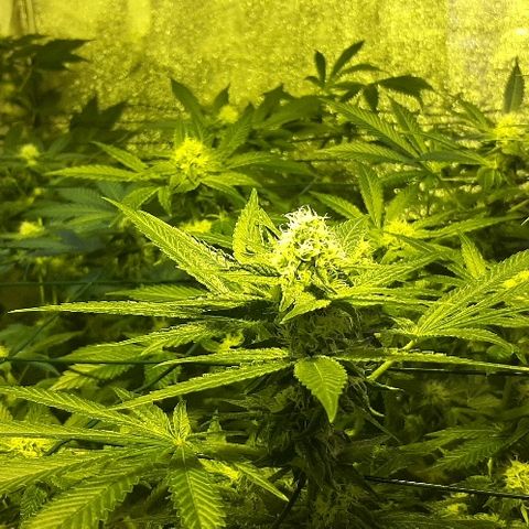Amnesia Buddha Kush #1 growlog timeline photo