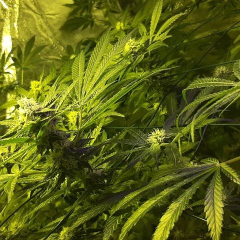 Amnesia Buddha Kush #1 growlog timeline photo