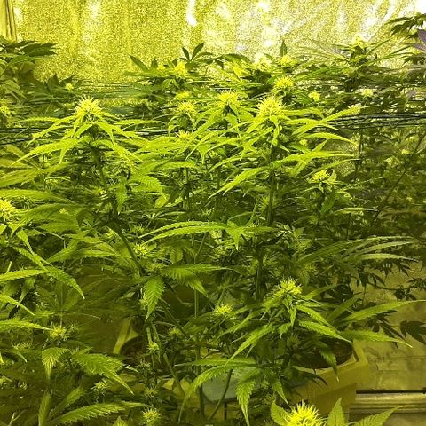 Amnesia Buddha Kush #1 growlog timeline photo