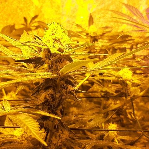 Amnesia Buddha Kush #1 growlog timeline photo
