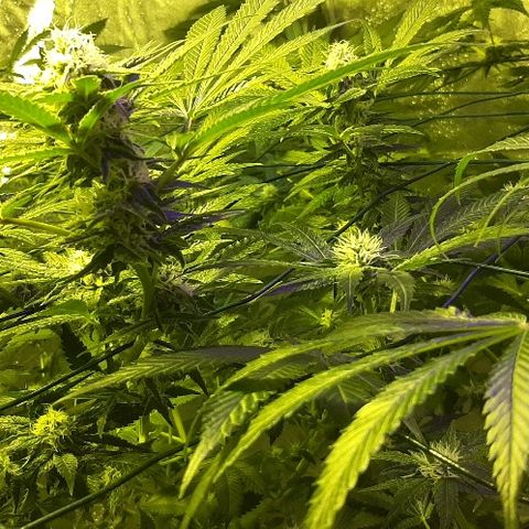 Amnesia Buddha Kush #1 growlog timeline photo
