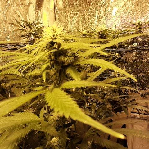 Amnesia Buddha Kush #1 growlog timeline photo