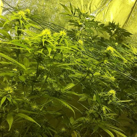 Amnesia Buddha Kush #1 growlog timeline photo