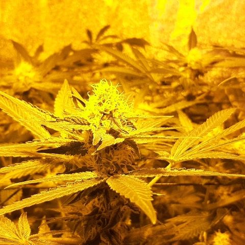 Amnesia Buddha Kush #1 growlog timeline photo