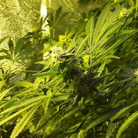 Amnesia Buddha Kush #1 growlog timeline photo