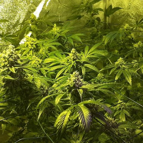 Amnesia Buddha Kush #1 growlog timeline photo