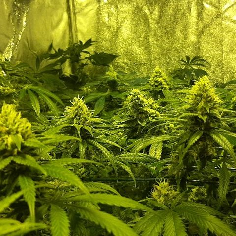 Amnesia Buddha Kush #1 growlog timeline photo