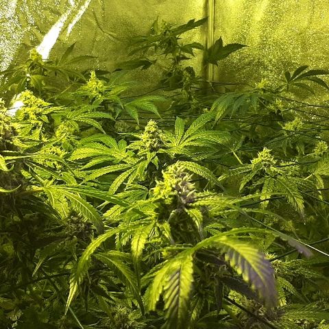 Amnesia Buddha Kush #1 growlog timeline photo