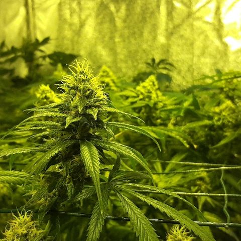 Amnesia Buddha Kush #1 growlog timeline photo