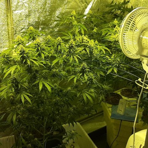 Amnesia Buddha Kush #1 growlog timeline photo