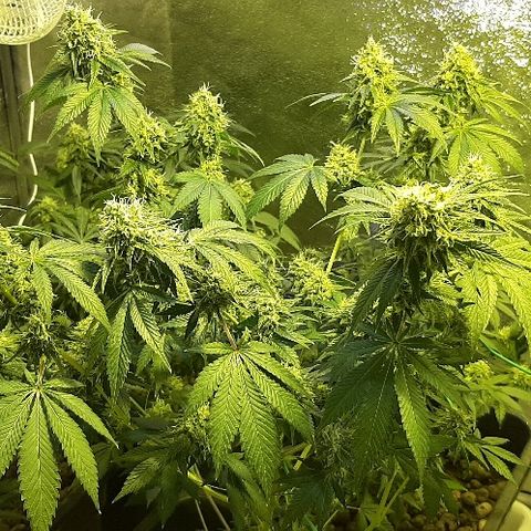 Vision kosher growlog timeline photo