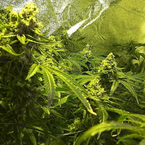 Vision kosher growlog timeline photo