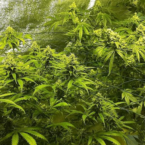 Vision kosher growlog timeline photo