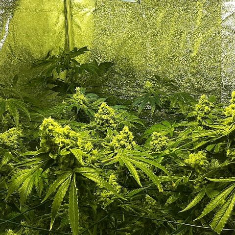Vision kosher growlog timeline photo