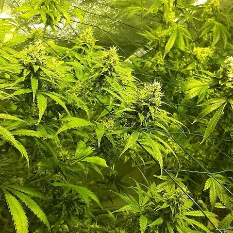 Vision kosher growlog timeline photo