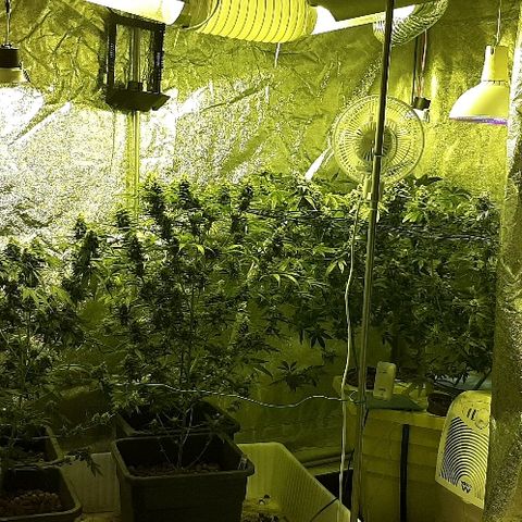 Vision kosher growlog timeline photo