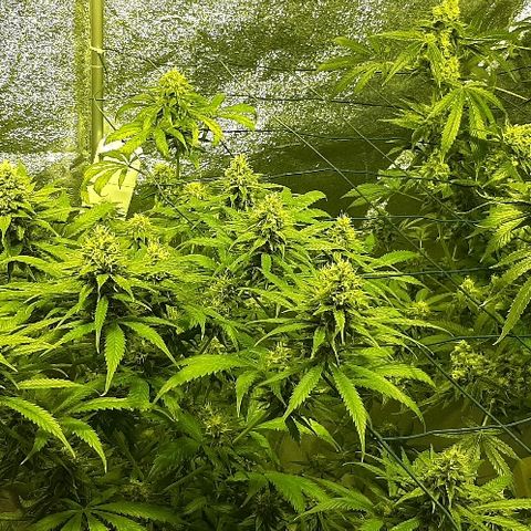 Vision kosher growlog timeline photo