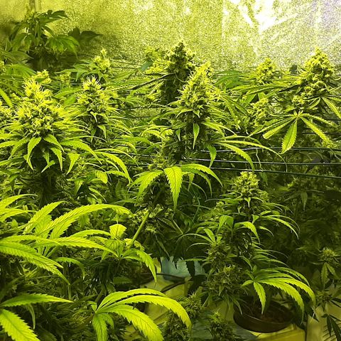 Vision kosher growlog timeline photo