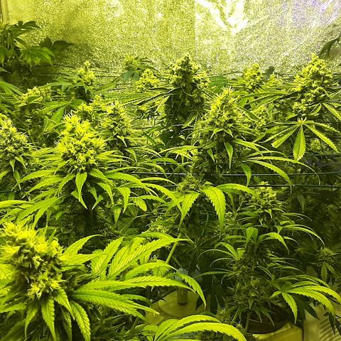 Vision kosher growlog timeline photo