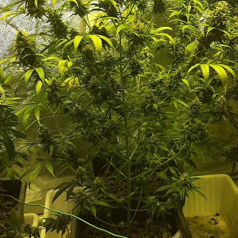 Vision kosher growlog timeline photo
