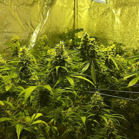 Vision kosher growlog timeline photo