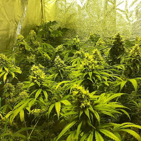 Vision kosher growlog timeline photo