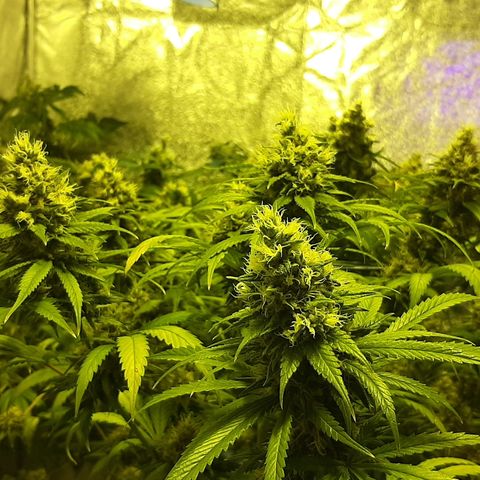 Vision kosher growlog timeline photo