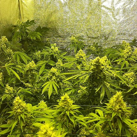 Vision kosher growlog timeline photo